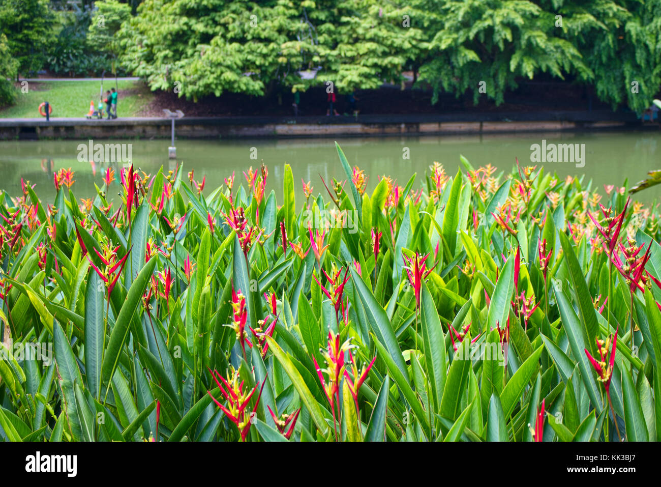 Lac des cygnes dans les jardins botaniques, avec des fleurs au premier plan. Banque D'Images