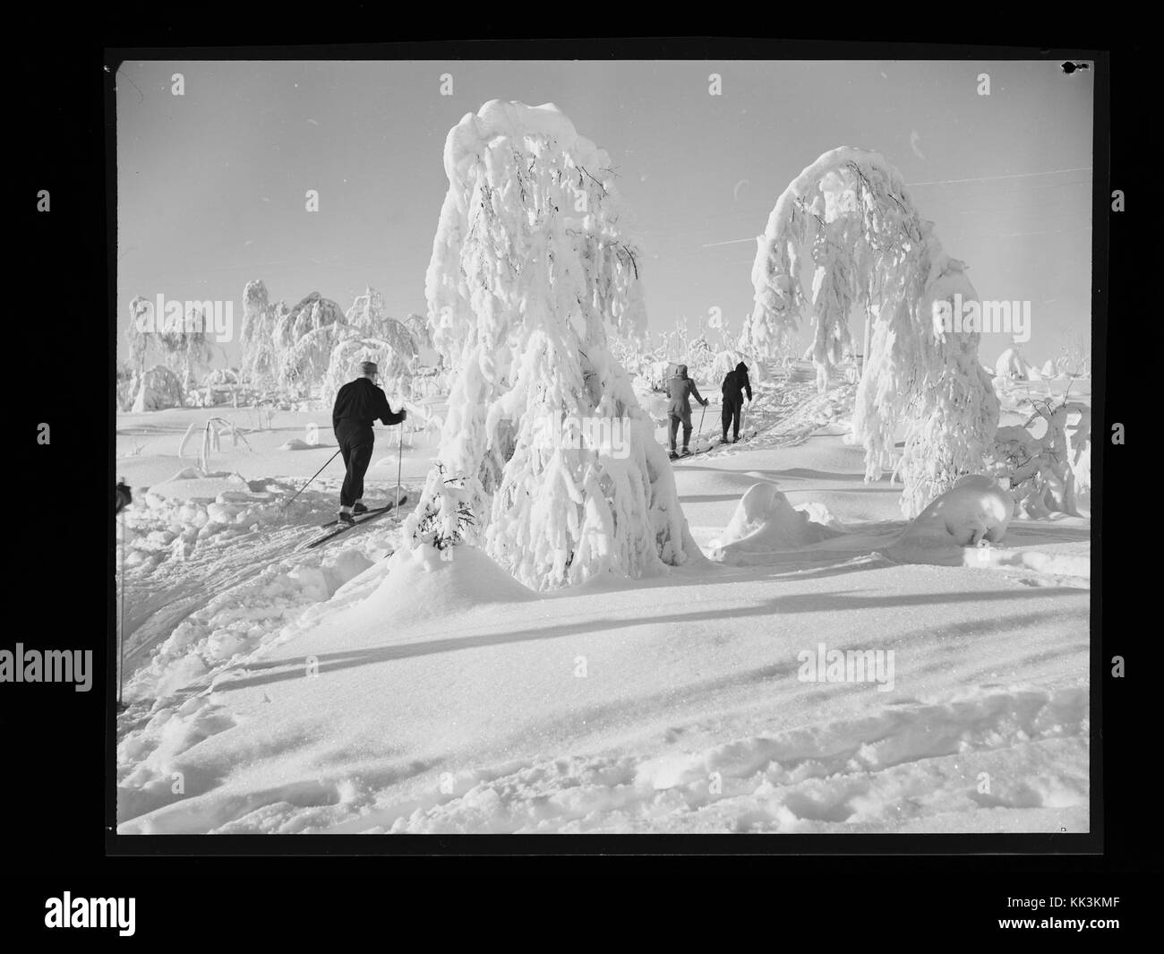 Une photographie numérique de Nordmarka, prise en 2016, mettant en valeur la nature pittoresque et les environs paisibles de la forêt en Norvège. Banque D'Images