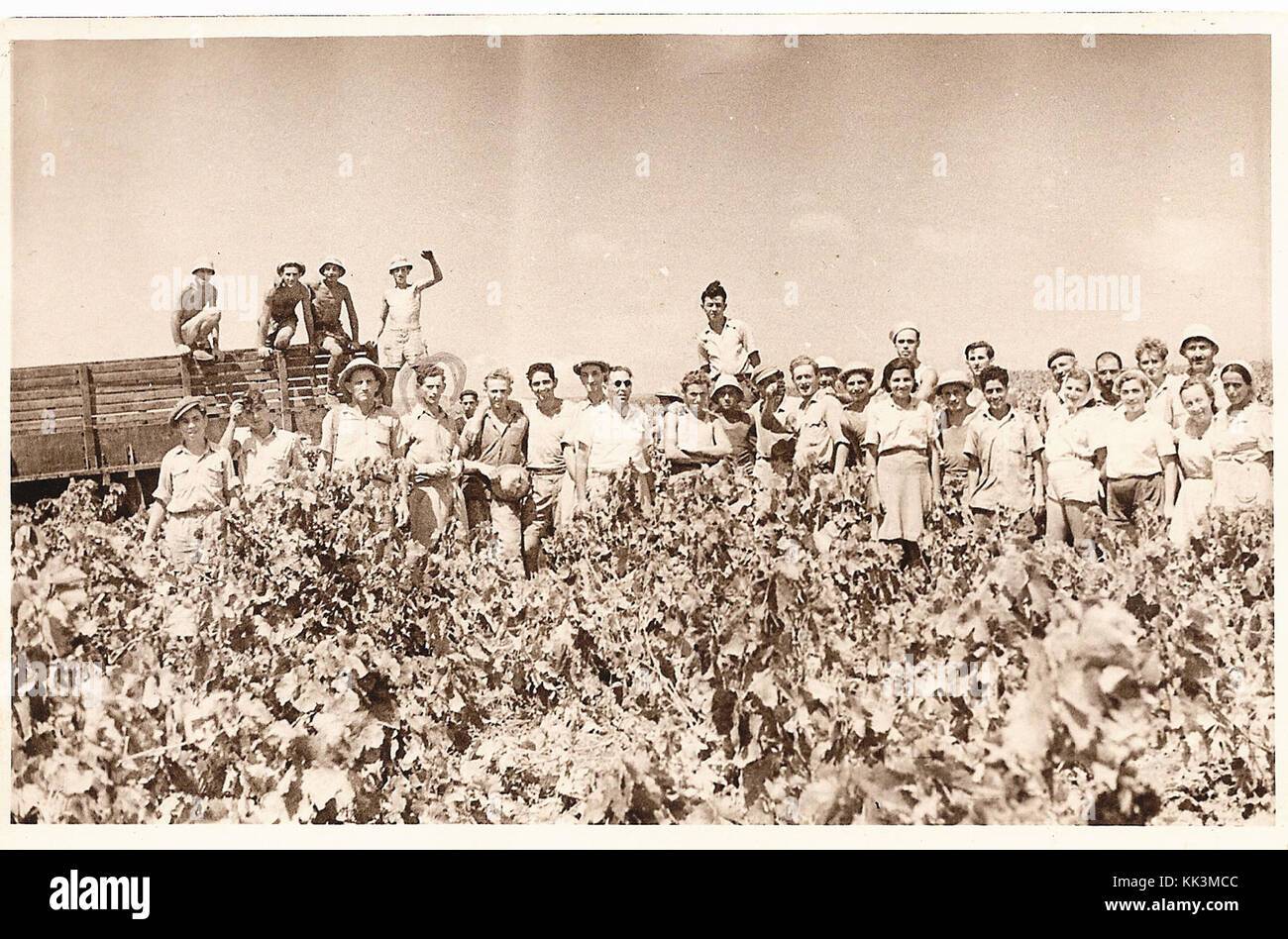L'agriculture en Israël Israël 12958 Banque D'Images