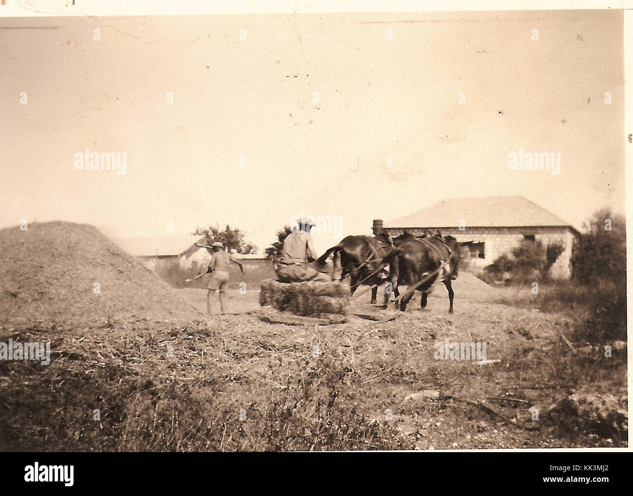 L'agriculture en Israël Israël 12929 Banque D'Images