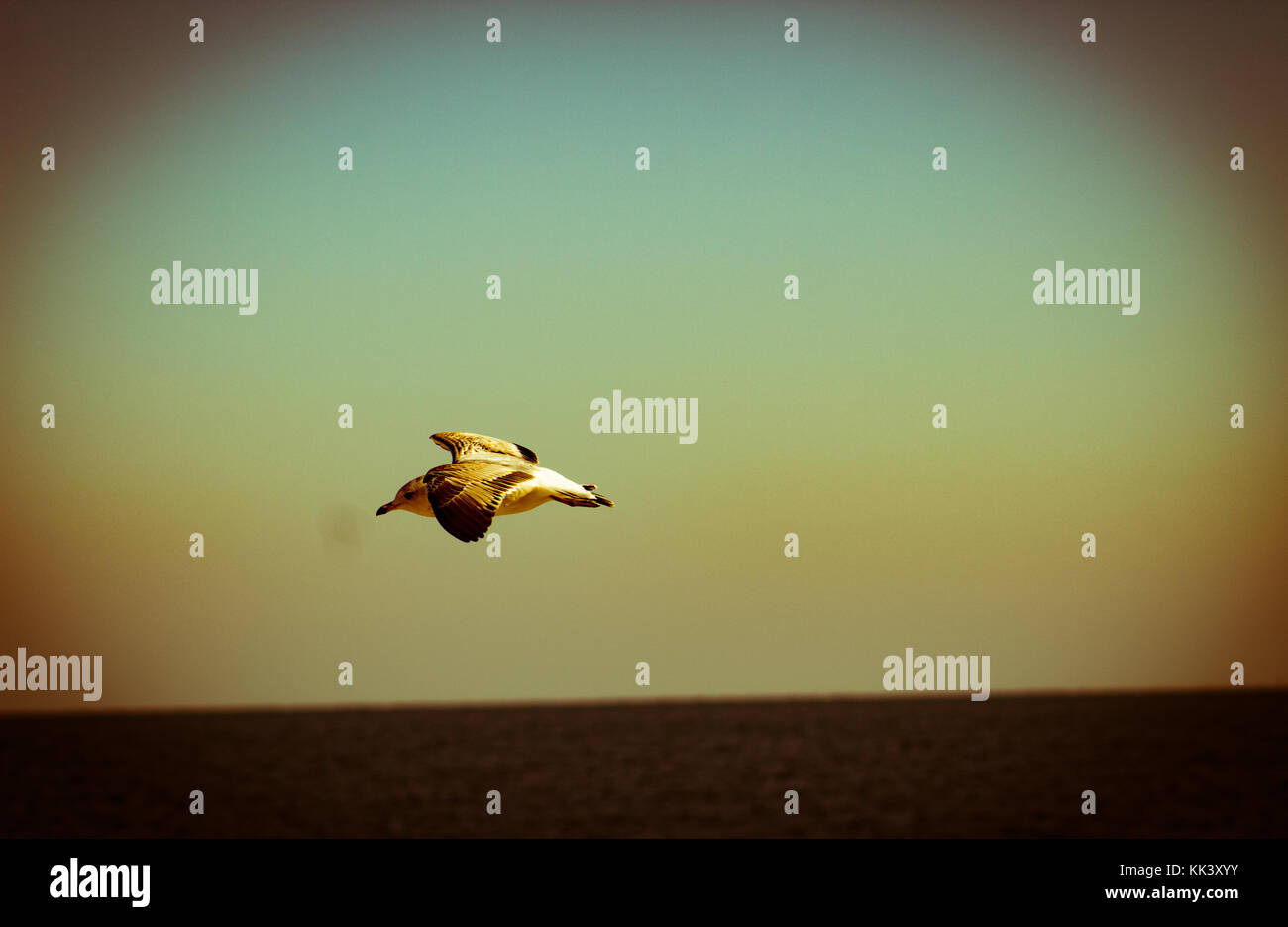 En vol Banque D'Images