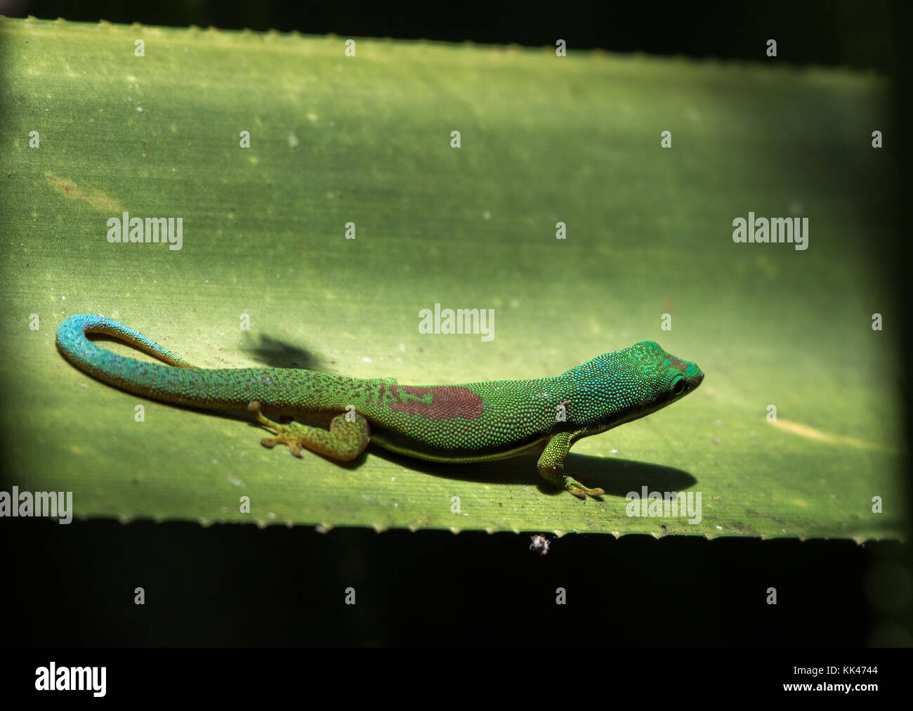 Un jour coloré sur un gecko vert feuille. Madagascar, Afrique. Banque D'Images