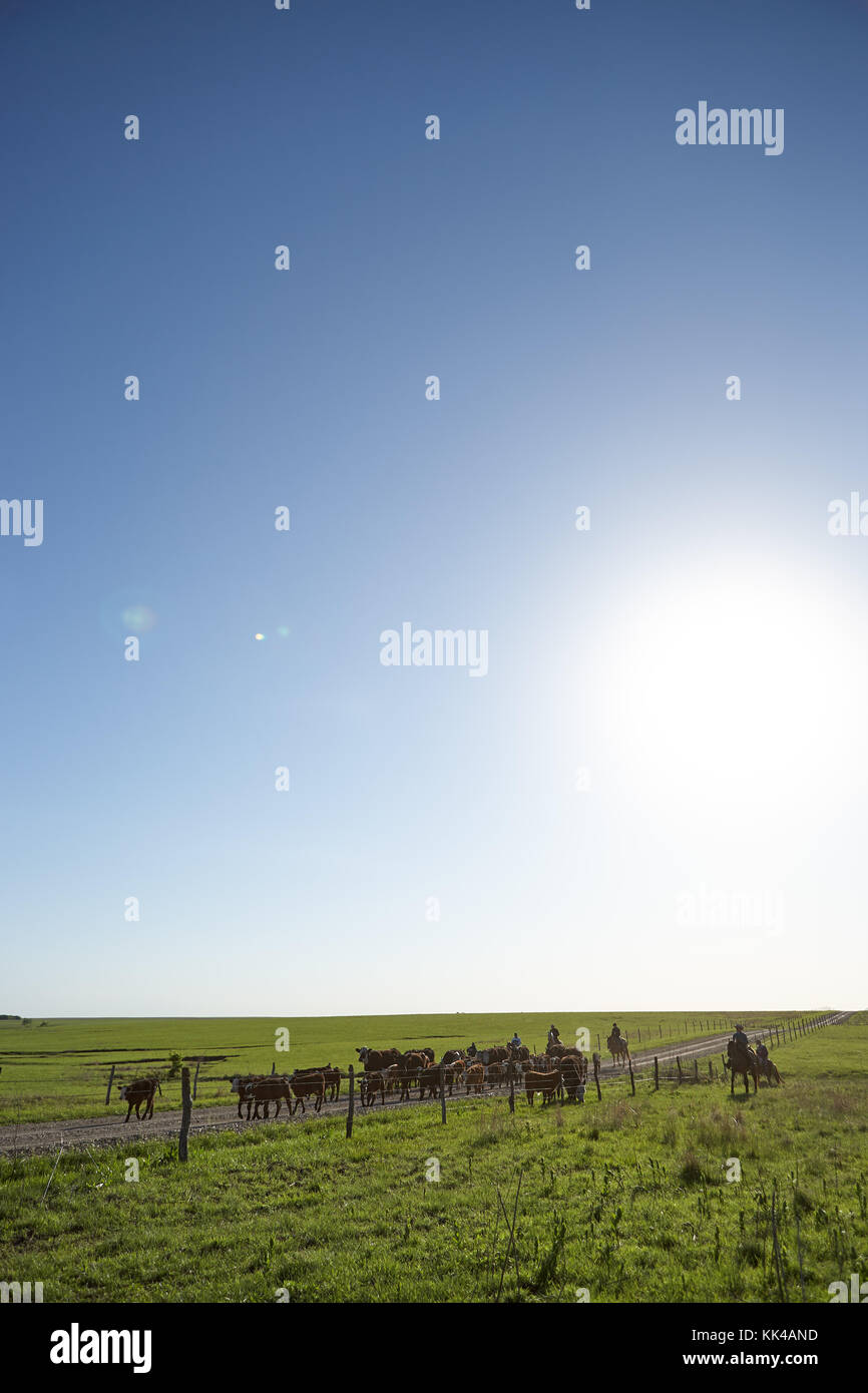 L'élevage cowboys cattle grazing in pasture derrière une clôture électrifiée sur sunny day, Kansas, États-Unis Banque D'Images