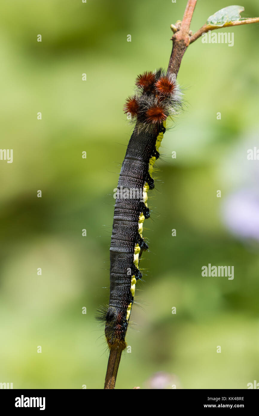 Un poilu coloré (Borocera caterpillar cajani ?) sur une branche. -Andasibe Mantadia Parc National. Madagascar, l'Afrique. Banque D'Images