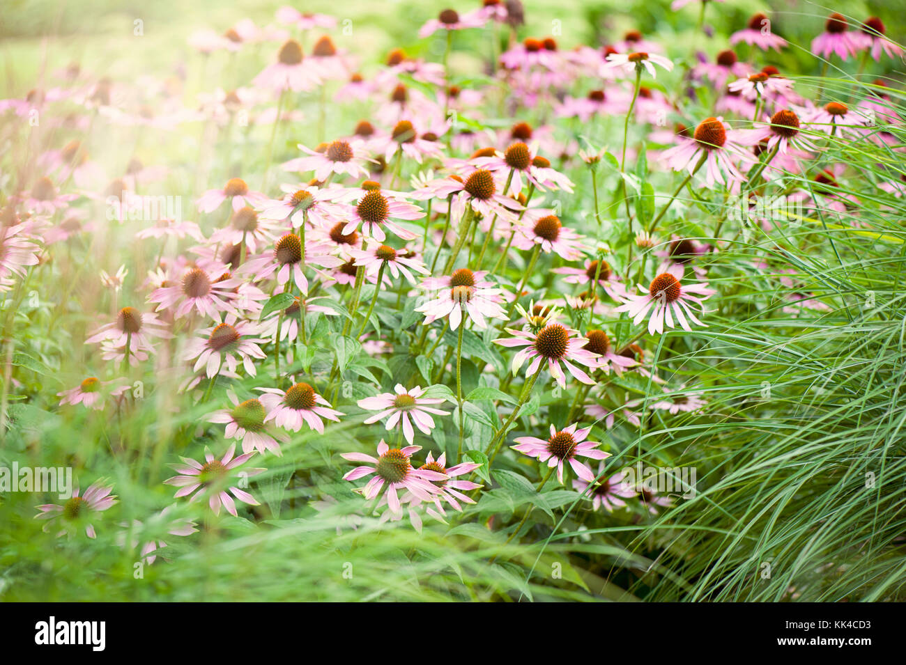 Echinacea purpurea fleurs roses d'été également connu comme Coneflowers image prise dans le doux soleil d'été Banque D'Images