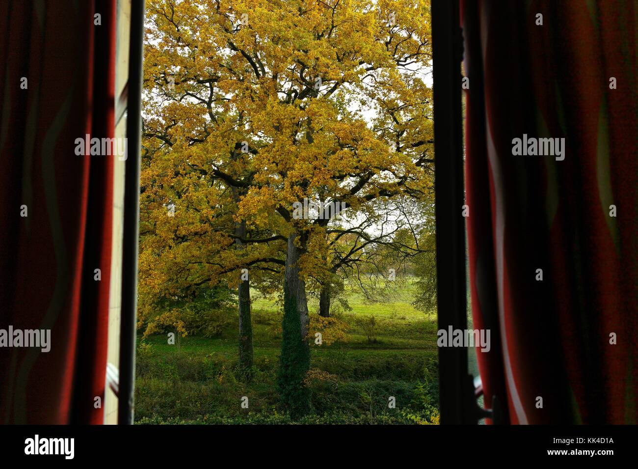 Le rideau de l'automne - 01/11/2010 - - Couleurs d'or, le chêne à l'automne. burgundi. - Sylvain leser / le pictorium Banque D'Images