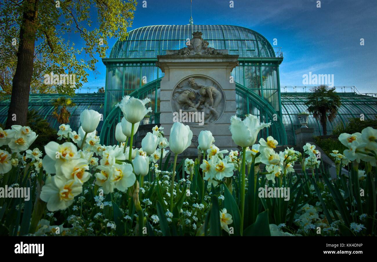 L'arbre et ses voisins d'autueuil le jardin des serres. - 09/04/2011 - - la grande serre du jardin des serres d'auteuil, commune de paris - sylvain leser / le pictorium Banque D'Images