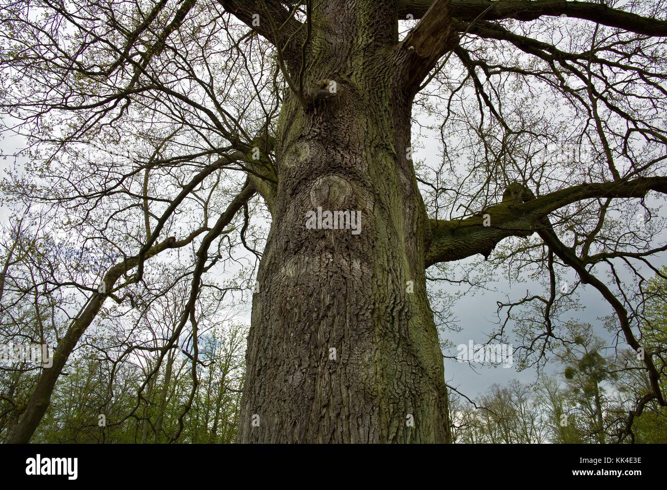 Arbres remarquables du parc de Versailles. Esprit de printemps. - 04/04/2012 - - UN chêne voisin, survivant de Marie Antoinette'Oak. - ce tercennaire de chêne est dans une bosquet de grands arbres. - planté près de l'allée de la Reine, entre le Grand Canal et le Grand Trianon. - Sylvain Leser / le Pictorium Banque D'Images