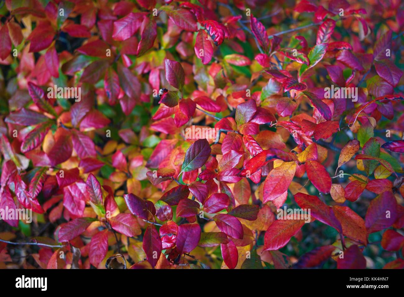 Burning Tupelo - 18/10/2010 - - le jardin flamboyant du parc de l'arboretum de la vallée en loups, Chatenay-Malabry , région parisienne le feuillage de Tupelo - Sylvain Leser / le Pictorium Banque D'Images