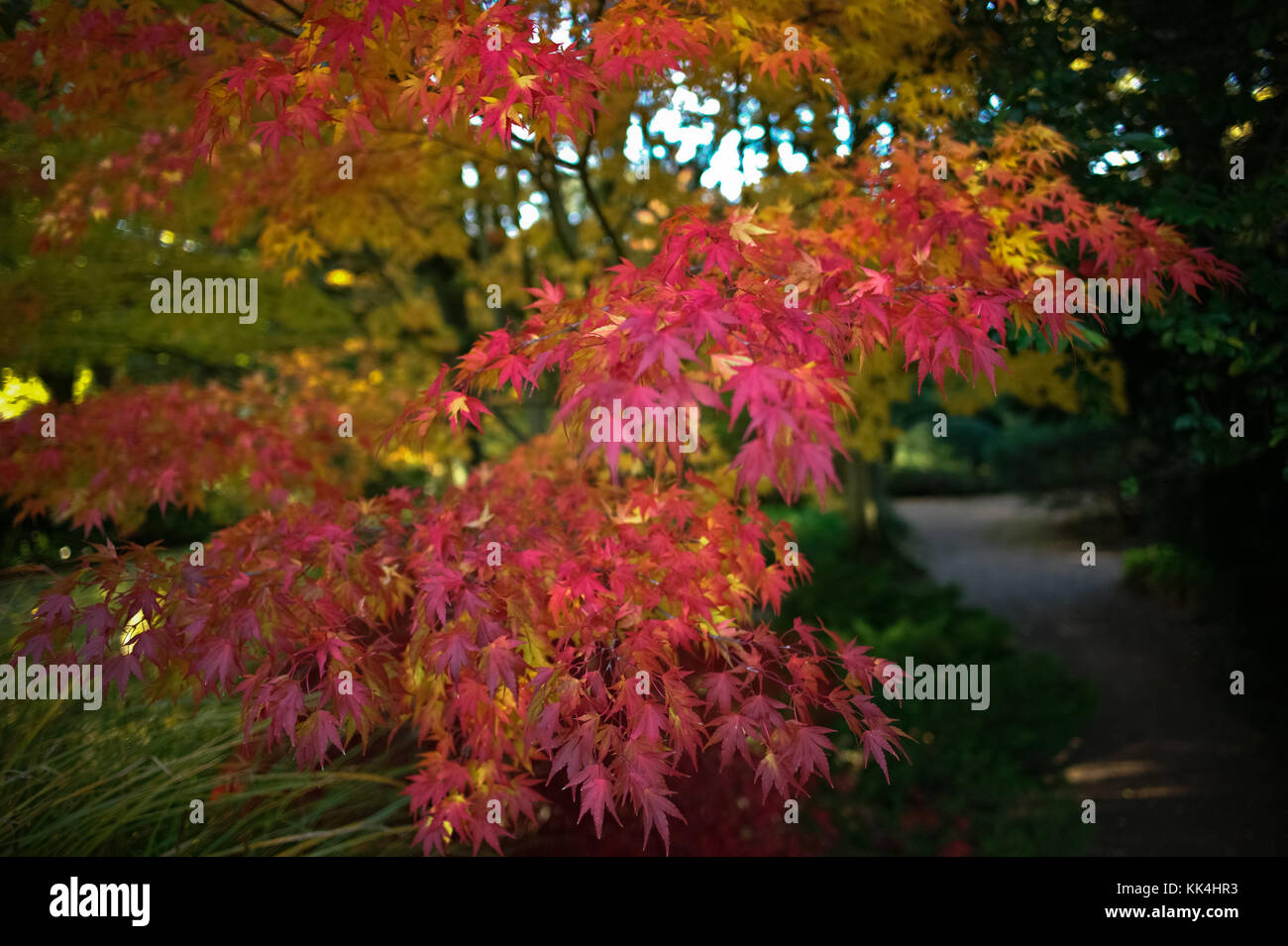 Érable, Parc de la Vallée des loups - 28/10/2010 - - érable japonais du parc de l'arboretum de la Vallée-aux-loups, Chatenay-Malabry , région de Paris - Sylvain Leser / le Pictorium Banque D'Images