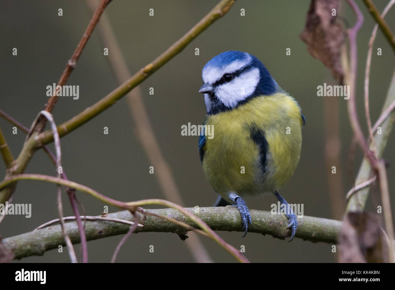 Mésange bleue (Cyanistes caeruleus) perché sur une branche Banque D'Images