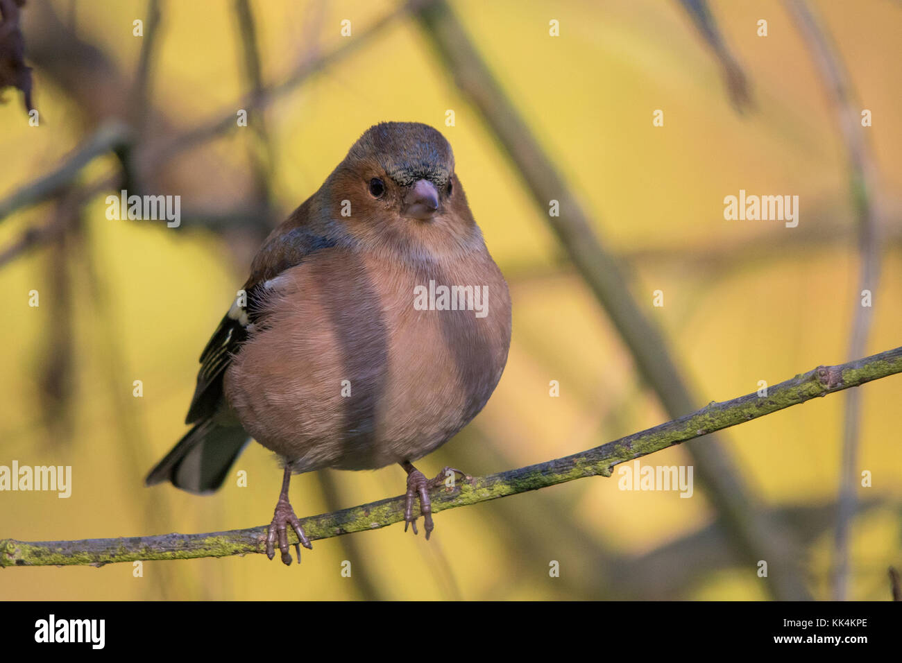 Common Chaffinch masculins (Fringilla coelebs) Banque D'Images