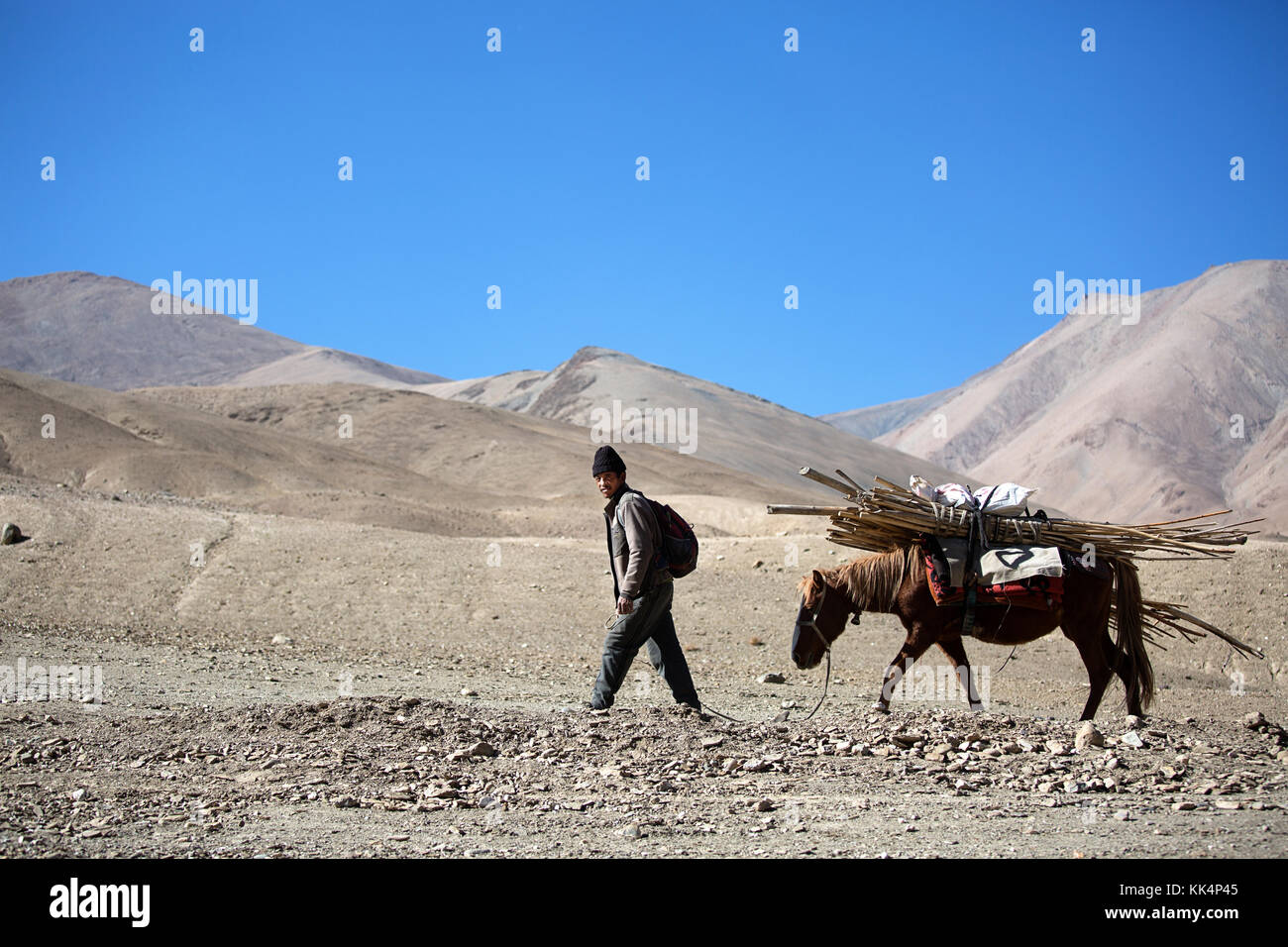 L'homme local avec une mule - mode de transport, le Ladakh, le Jammu-et-Cachemire, en Inde. Banque D'Images