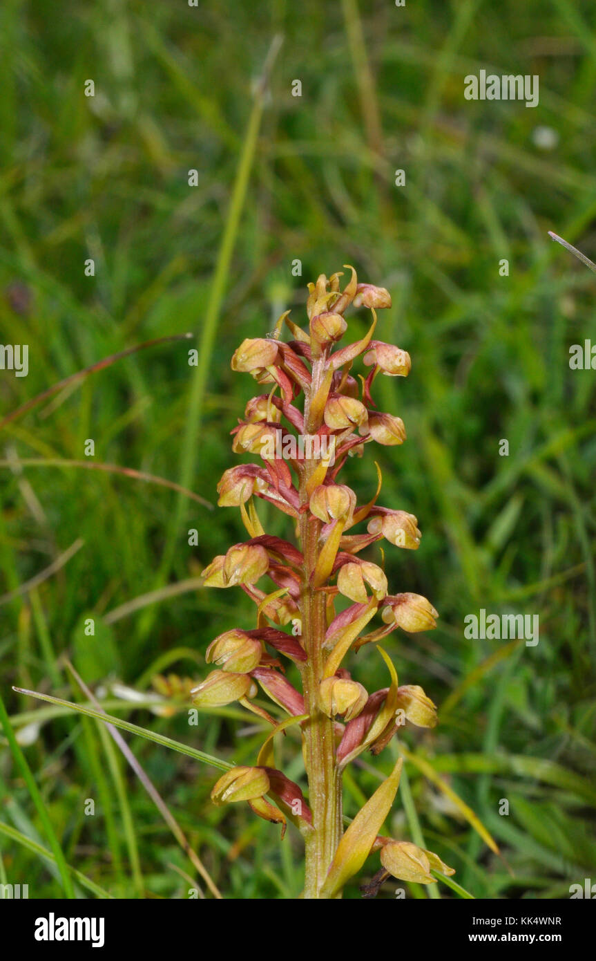 Orchidée de grenouille, Dactylorhiza viridis, sur la prairie de craie, dans le Wiltshire.UK Banque D'Images