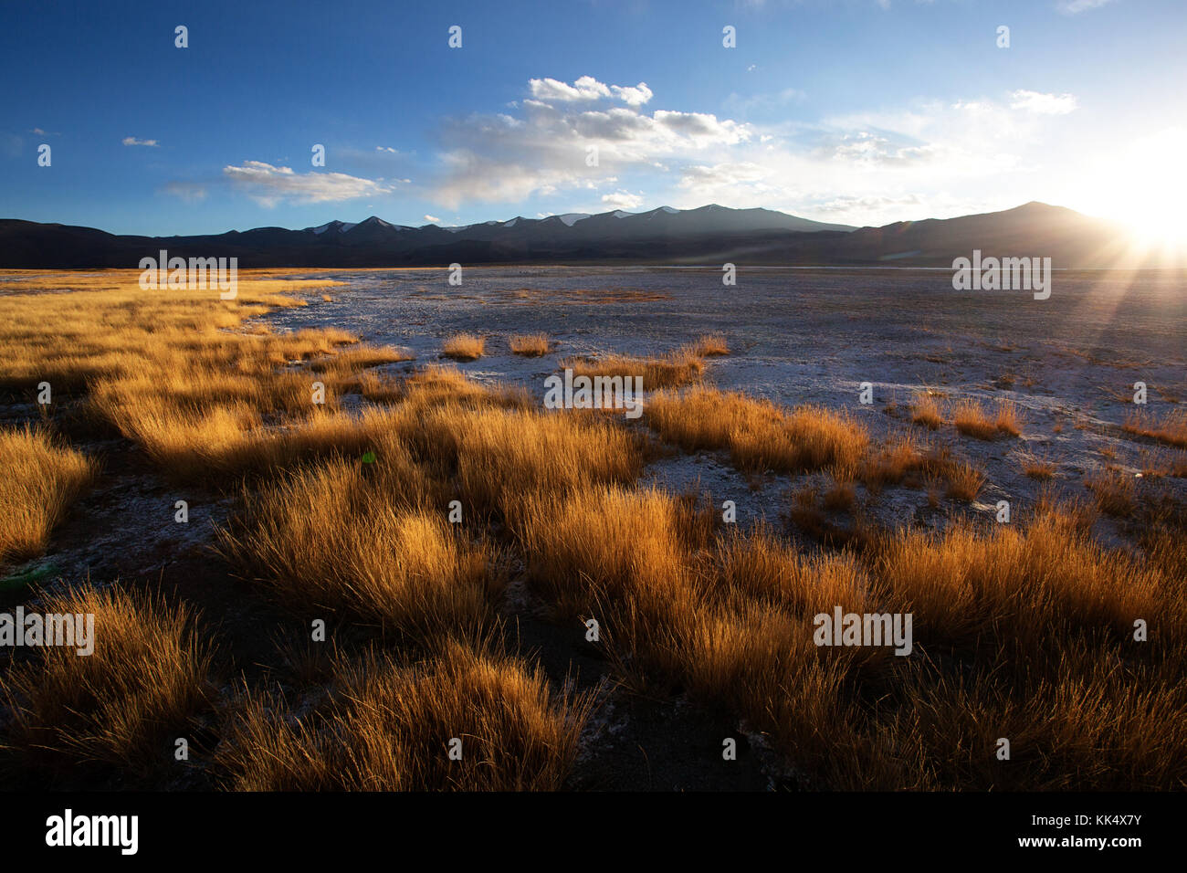 L'herbe sèche et couches de sel au coucher du soleil au lac Tso Kar, le Ladakh, le Jammu-et-Cachemire, en Inde. Banque D'Images
