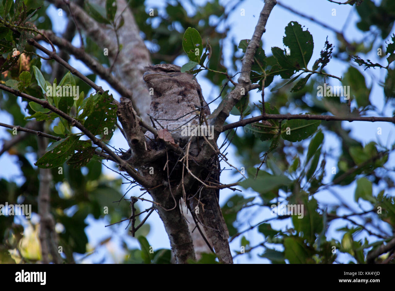 Assis sur une grille supérieure papou nichent sur berge, dans le Queensland en Australie Daintree Banque D'Images