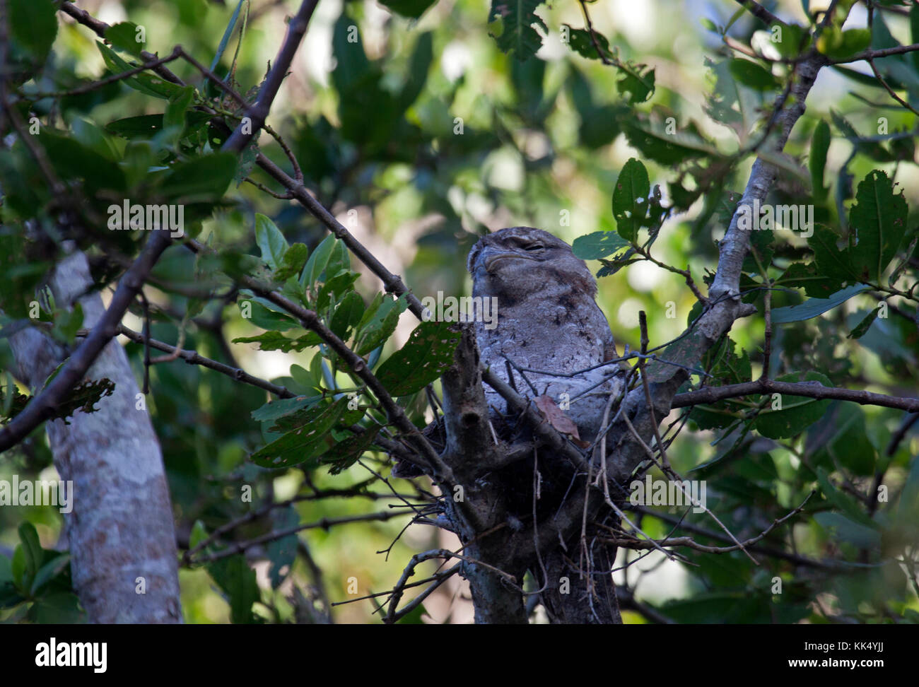 Assis sur une grille supérieure papou nichent sur berge, dans le Queensland en Australie Daintree Banque D'Images
