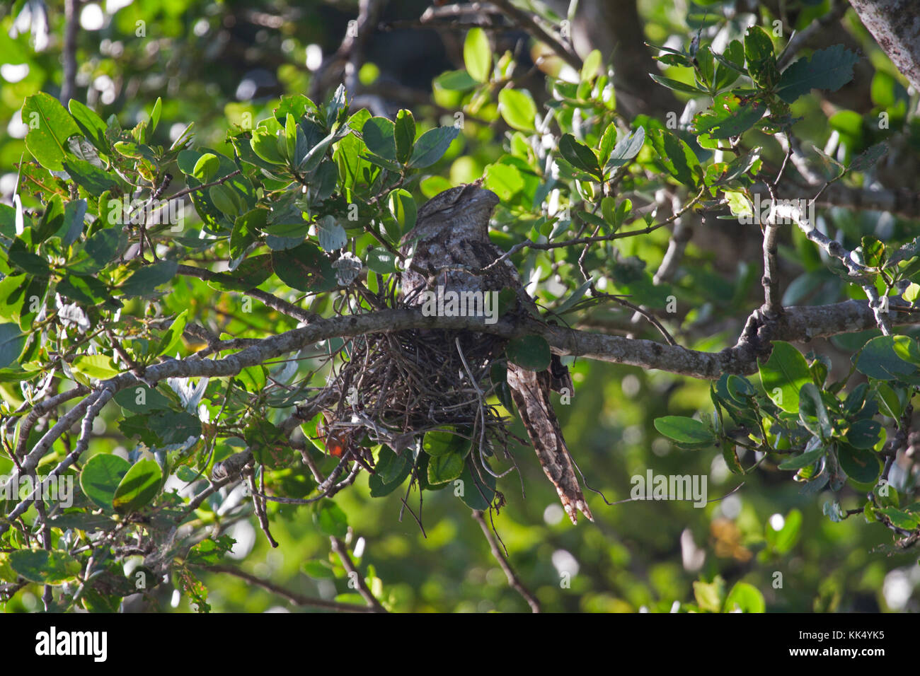 Assis sur une grille supérieure papou nichent sur berge, dans le Queensland en Australie Daintree Banque D'Images
