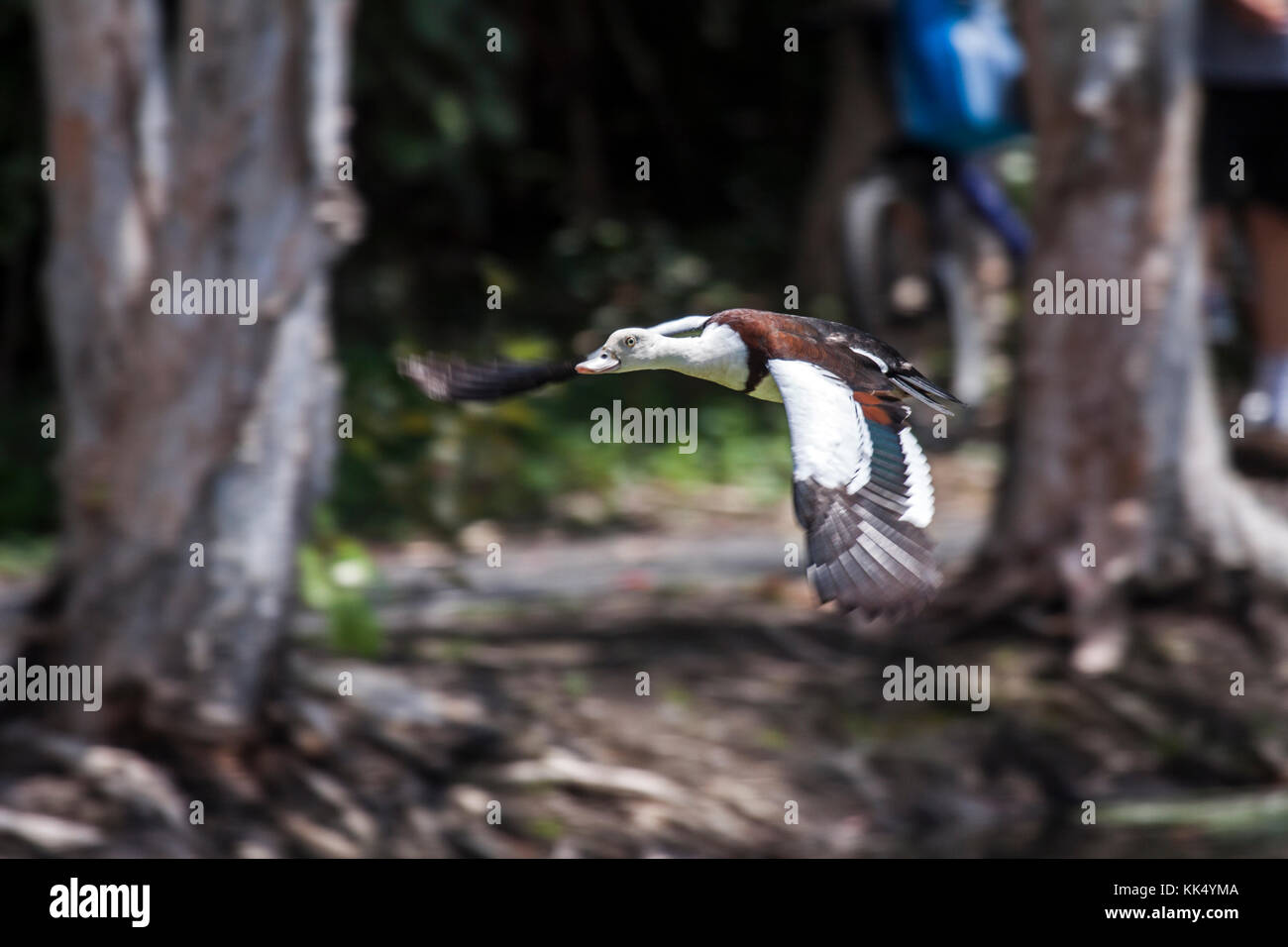 Radjah Shelduck en vol dans un parc à Cairns Queensland Australie Banque D'Images