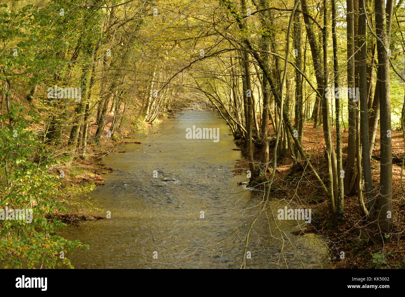 Automne rivière à travers un tunnel d'arbres Banque D'Images