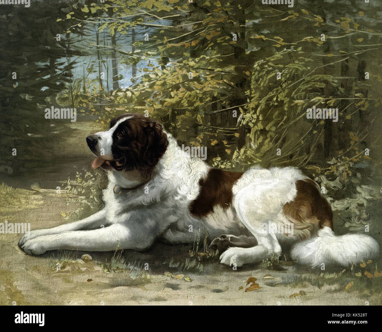 Imprimé en couleur d'un Saint Bernard qui se trouve dans la forêt, intitulé « Kay », art d'Elizabeth Strong, publié par L Prang and Company, 1900. De la bibliothèque publique de New York. Banque D'Images