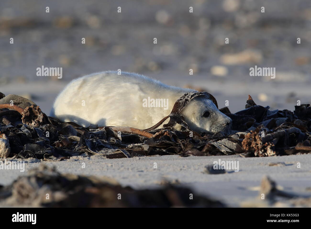 Phoque gris (Halichoerus grypus) Pup Helgoland Allemagne Banque D'Images