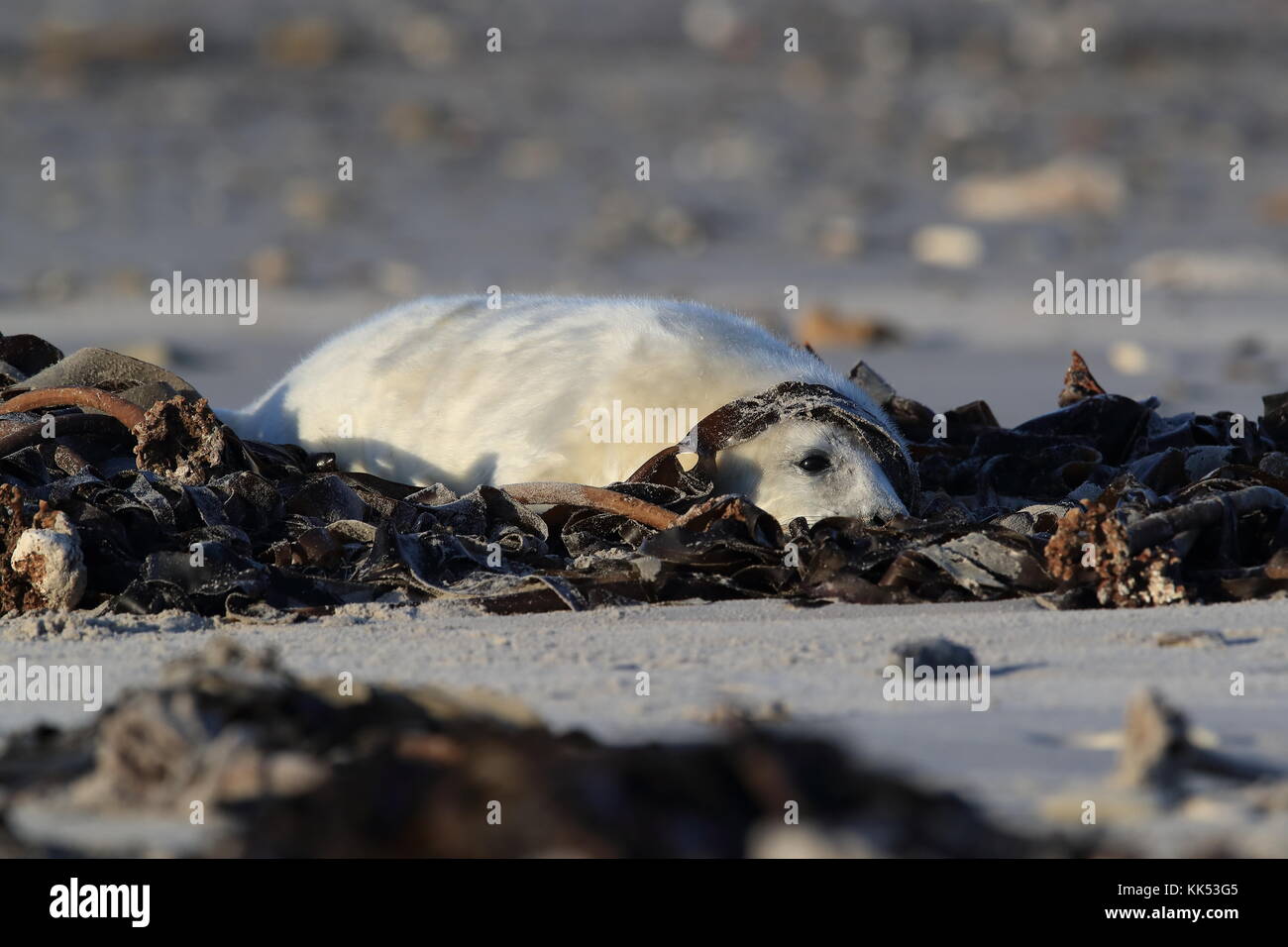 Phoque gris (Halichoerus grypus) Pup Helgoland Allemagne Banque D'Images