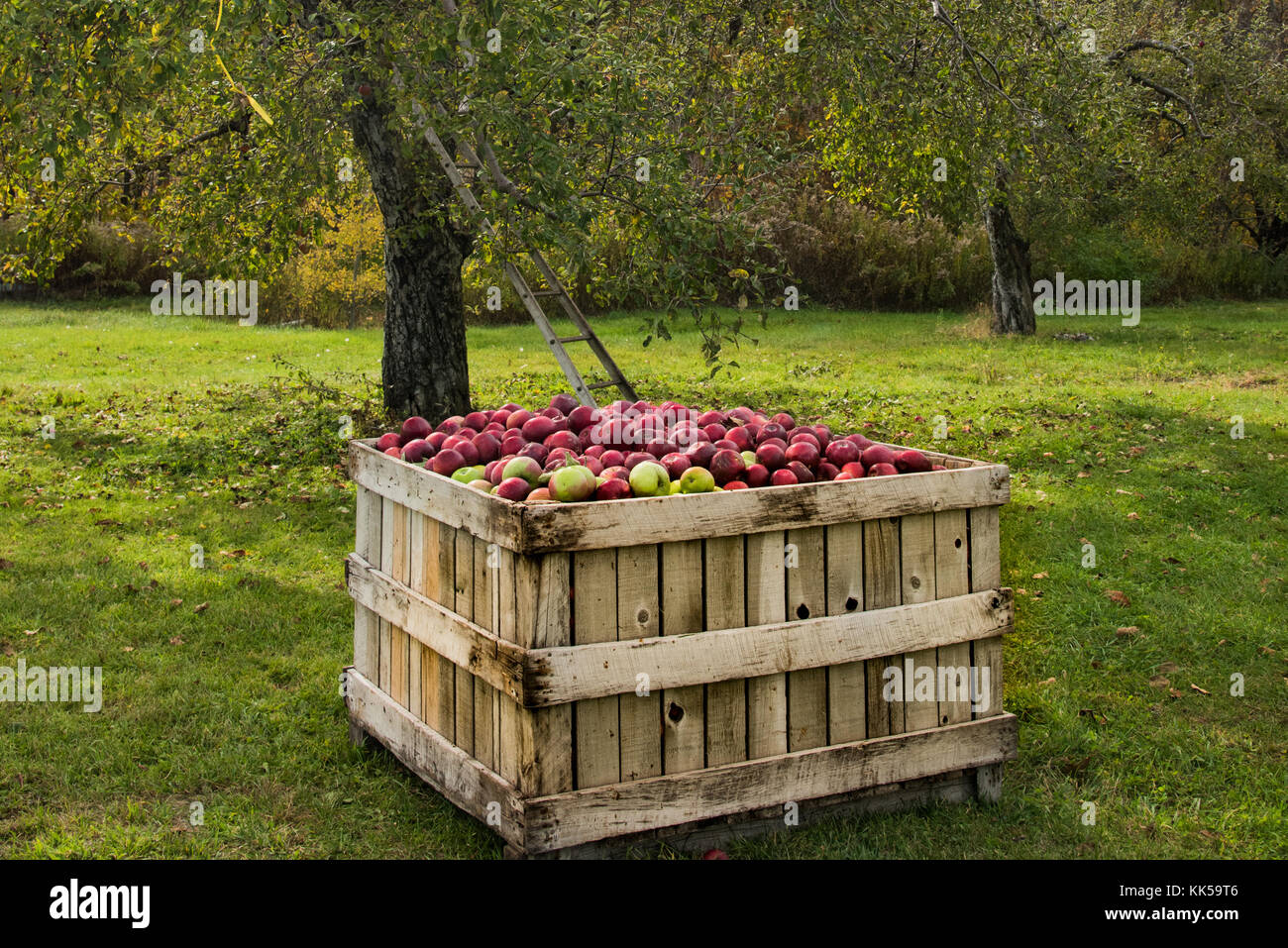 Exploitation de pommes, une boîte pleine de pommes. Banque D'Images