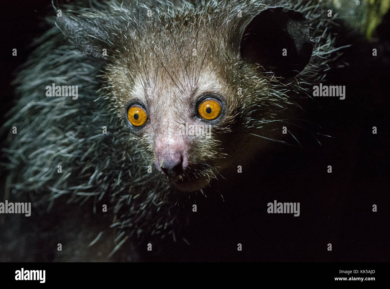 Aye Aye, daubentonia madagascariensis, un lémurien nocturne originaire de Madagascar, l'Afrique. Banque D'Images