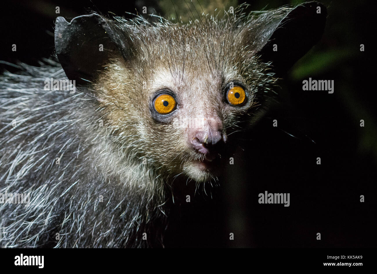 Aye Aye, daubentonia madagascariensis, un lémurien nocturne originaire de Madagascar, l'Afrique. Banque D'Images