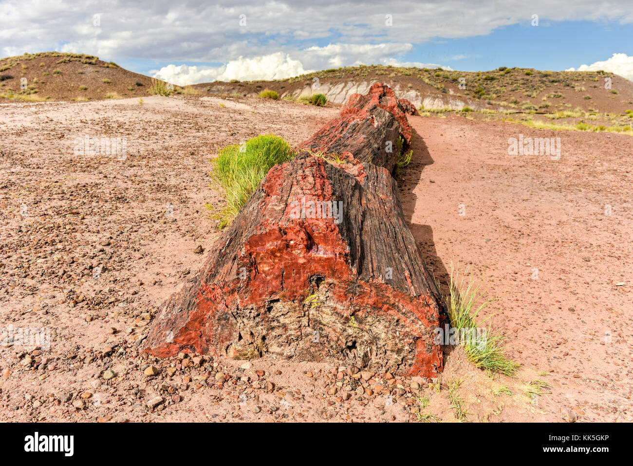 Le Jasper forest dans le parc national de la forêt pétrifiée de l'Arizona. Banque D'Images