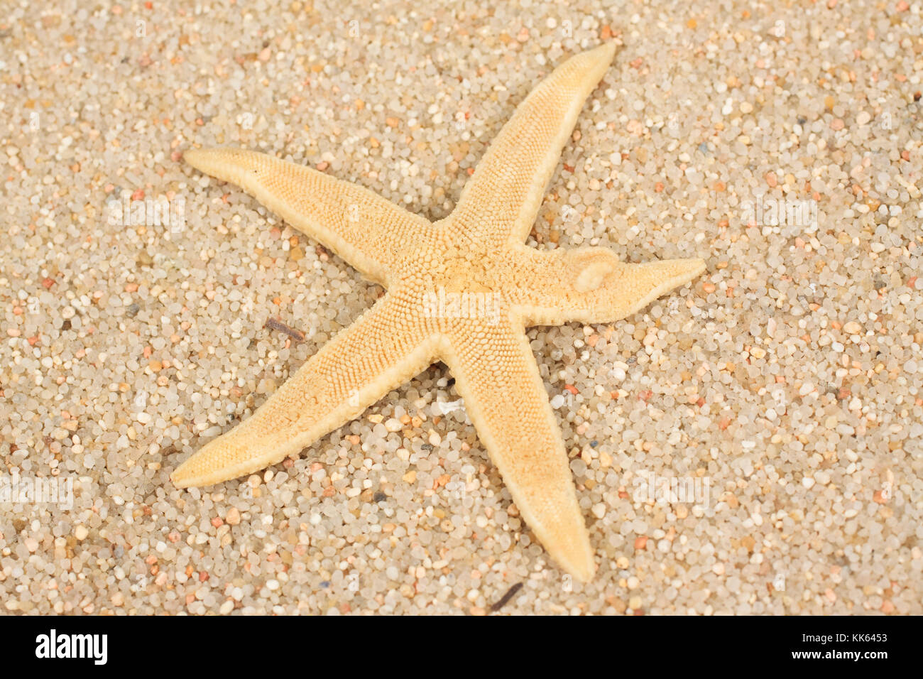 Vue aérienne de l'étoile de mer sur le sable. Banque D'Images