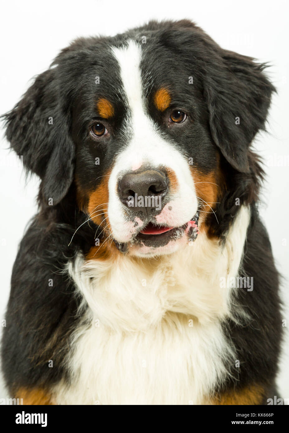 Bernois sur fond blanc Banque D'Images