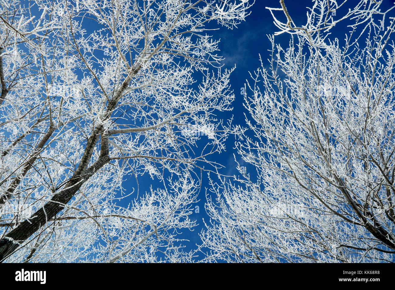 Montréal,Canada,14,Janvier 2015.La présence de givre sur les branches d'arbres contre un ciel bleu en hiver.Credit:Mario Beauregard/Alamy Live News Banque D'Images