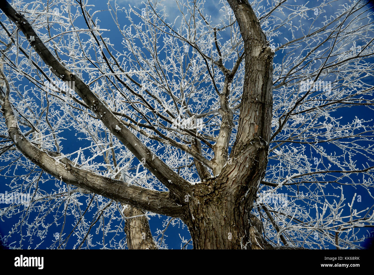 Montréal,Canada,14,Janvier 2015.La présence de givre sur les branches d'arbres contre un ciel bleu en hiver.Credit:Mario Beauregard/Alamy Live News Banque D'Images