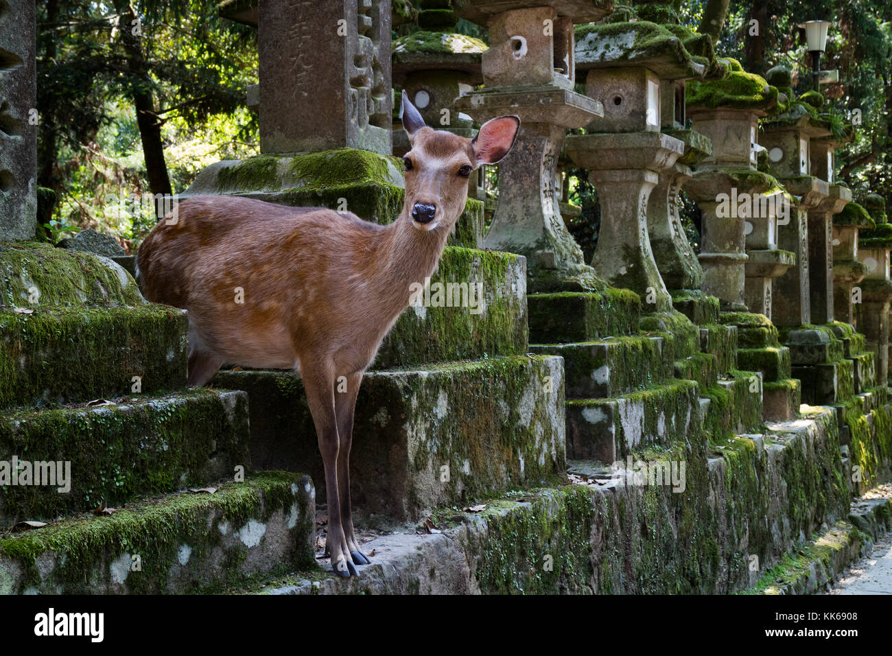 Nara - Japon, mai 29, 2017 : deer me demande librement près de lanternes en pierre dans le parc à la Kasuga Taisha Temple Banque D'Images