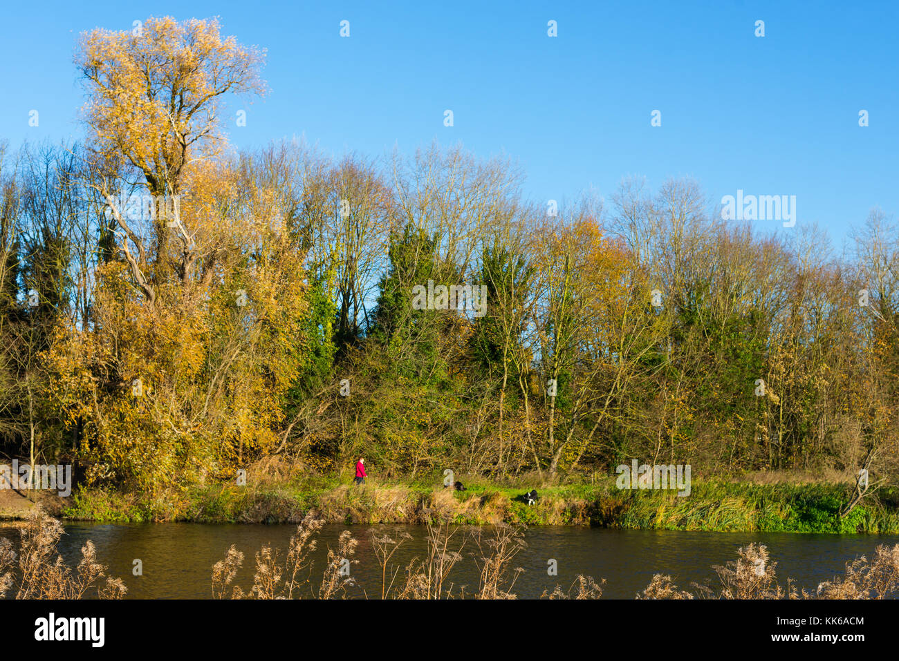 Hemingford Grey pré et la rivière Great Ouse, Cambridgeshire, Angleterre, Royaume-Uni. Banque D'Images