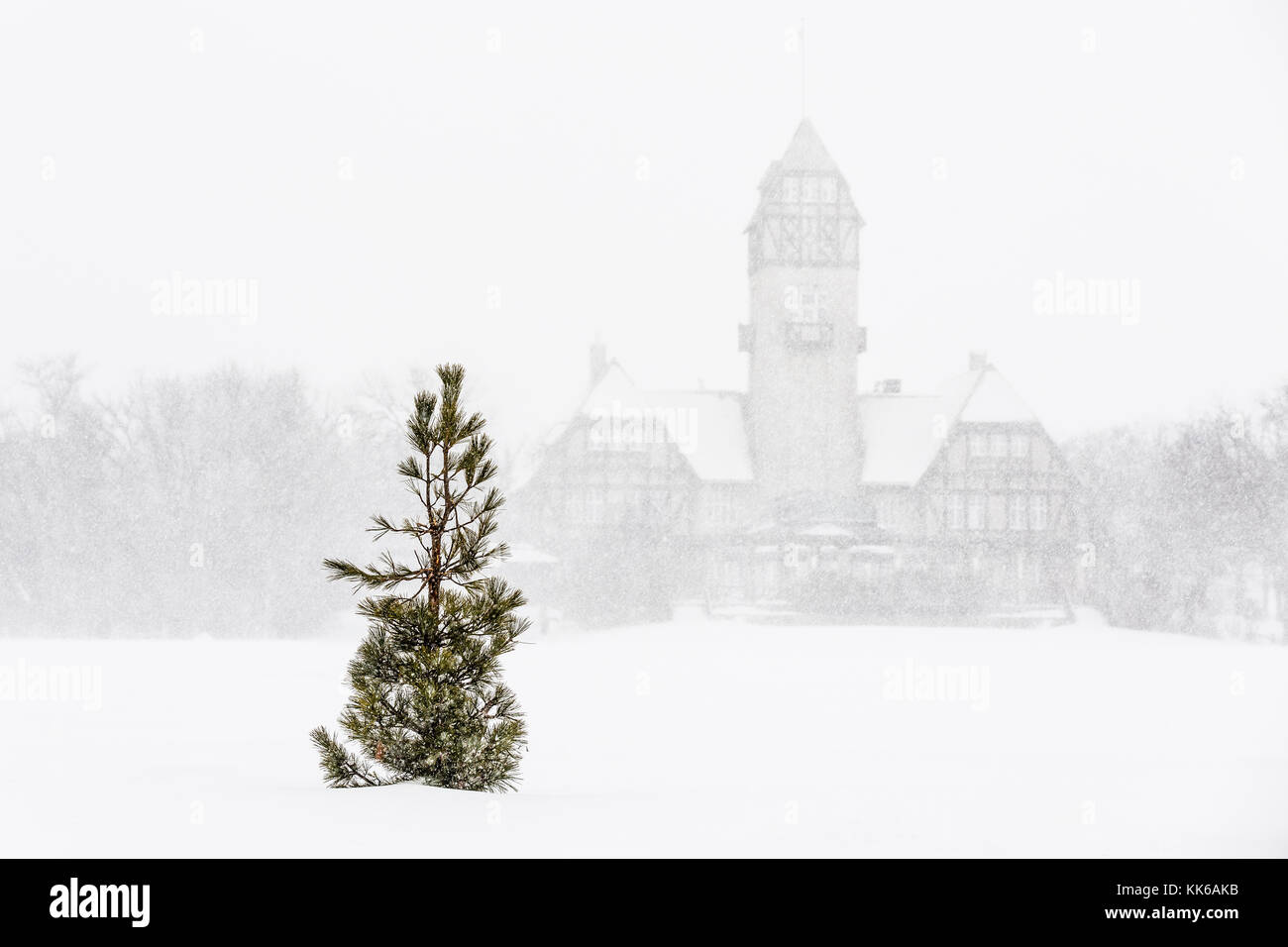 Lone Pine Tree en pleine tempête, Parc Assiniboine, Winnipeg, Manitoba, Canada. Banque D'Images