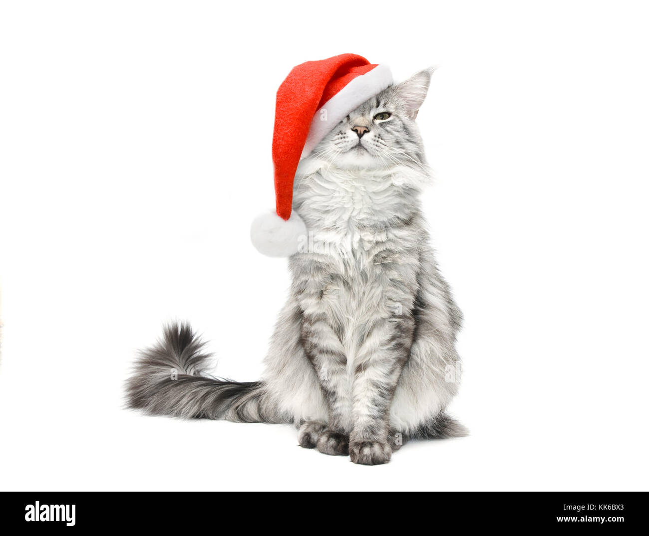 Chat gris portant un chapeau rouge en Père Noël sur fond blanc Banque D'Images