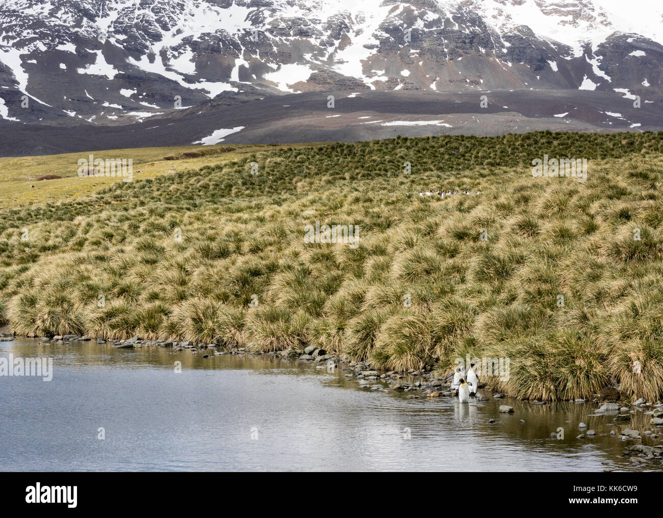 Pingouins de roi et colonie dans l'herbe de tussock à Salisbury Plain, South Georgia Island Banque D'Images