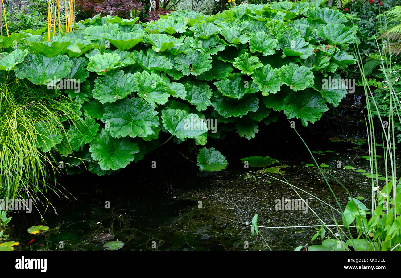 Gunnera tinctoria, rhubarbe géante, feuilles, feuillage, aimant l'eau, espèces envahissantes, les espèces florales, RM Banque D'Images