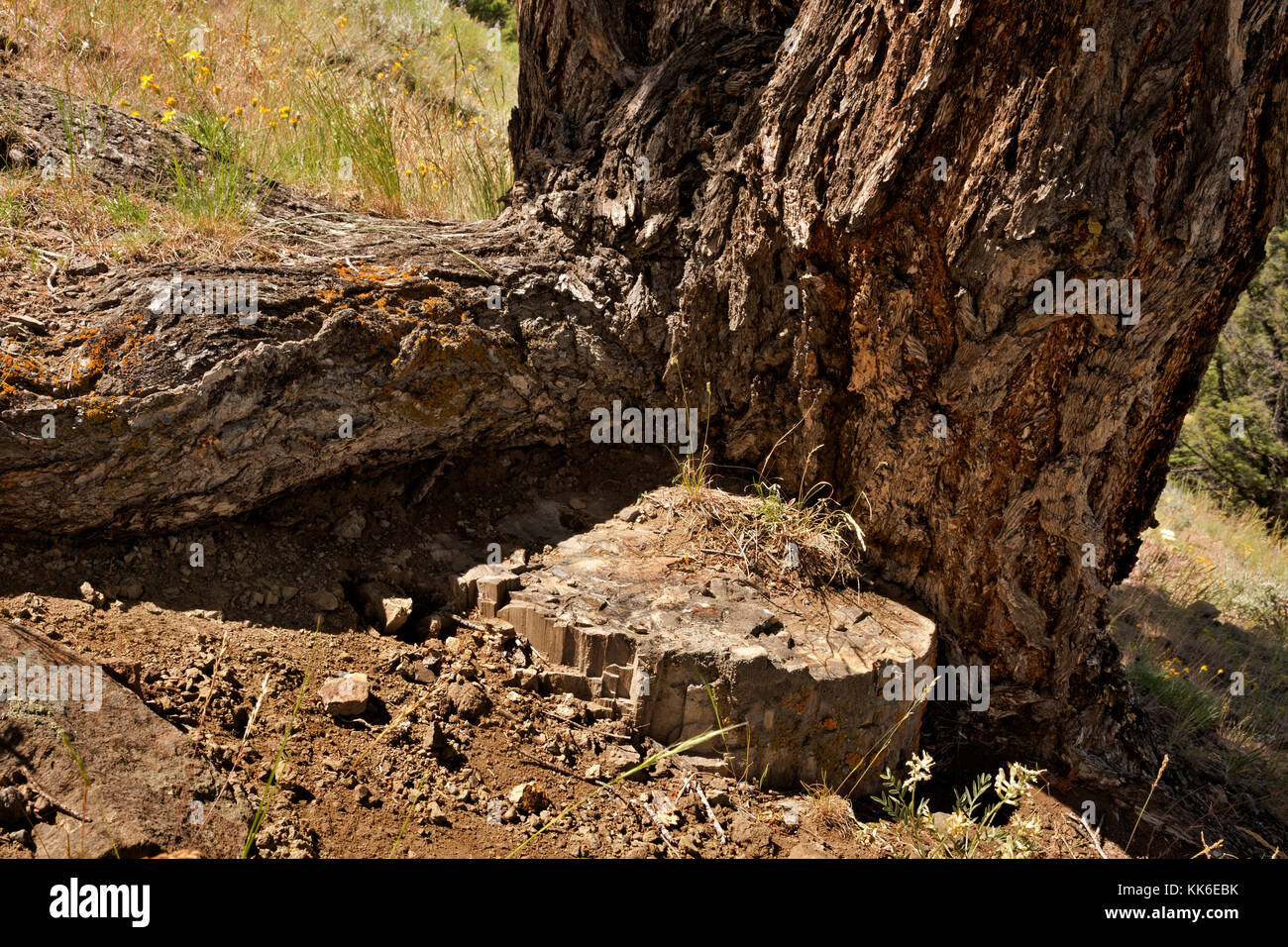 Wy02689-00...wyoming - un arbre qui grandit sur la souche d'un arbre pétrifié de l'arbres pétrifiés sentier dans la vallée de lamar yellowstone national pa Banque D'Images