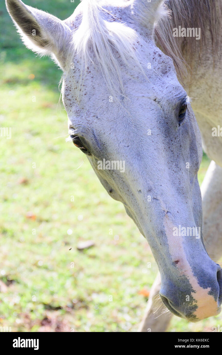 Quarter Horse blanc manger d'un bol de nourriture en se tenant debout sur l'herbe verte Banque D'Images