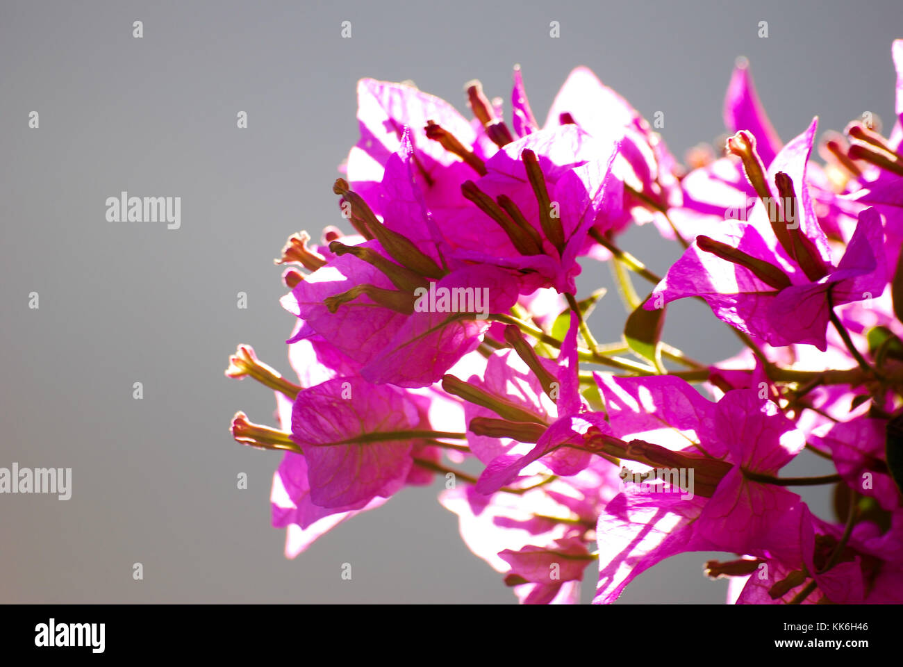 Fleurs de bougainvilliers pourpres Banque D'Images