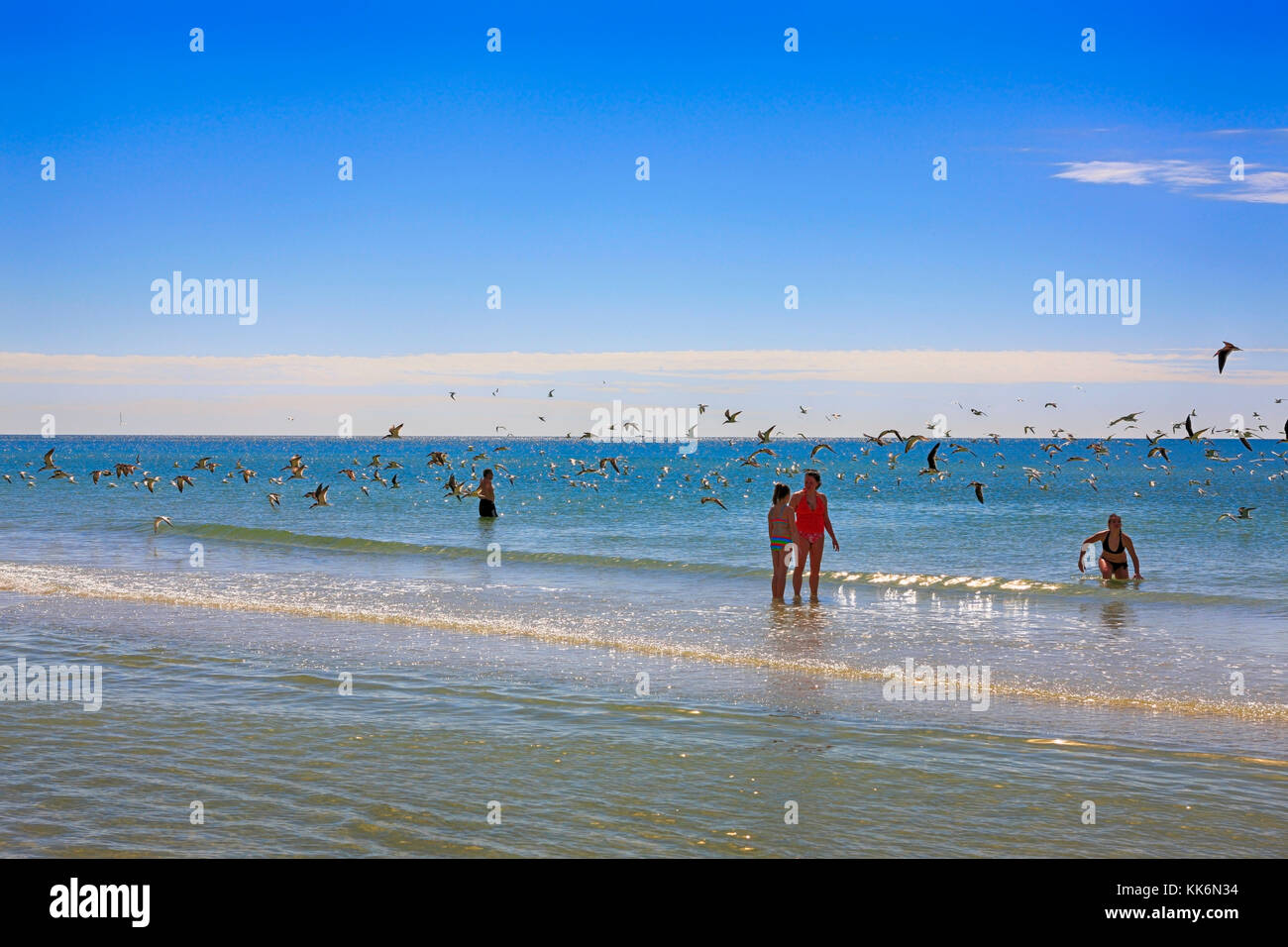 Troupeau de sterne royale des oiseaux volent au-dessus des personnes sur siesta beach sur Siesta key Island en Floride usa Banque D'Images