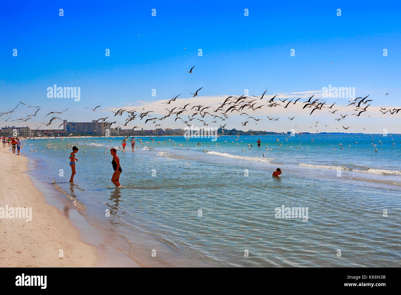 Un troupeau de Royal Tern oiseaux survolent les gens sur Siesta Beach sur Siesta Key Island en Floride États-Unis Banque D'Images