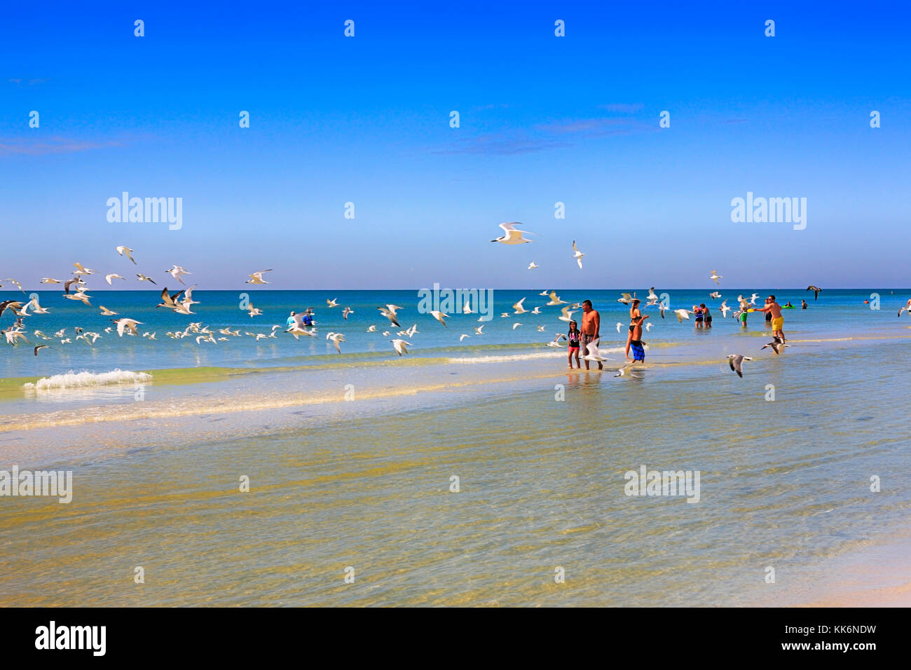Un troupeau de Royal Tern oiseaux survolent les gens sur Siesta Beach sur Siesta Key Island en Floride États-Unis Banque D'Images