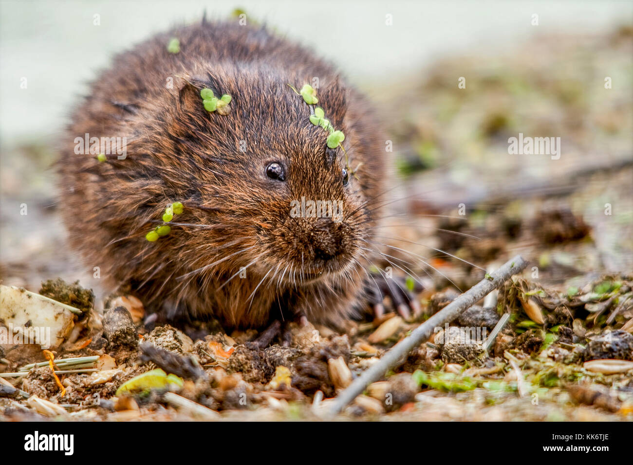 Le Campagnol de l'eau Arvicola terrestris se nourrit de la végétation et des fruits dans un environnement naturel en captivité mais à la British wildlife centre Lingfield UK. Banque D'Images