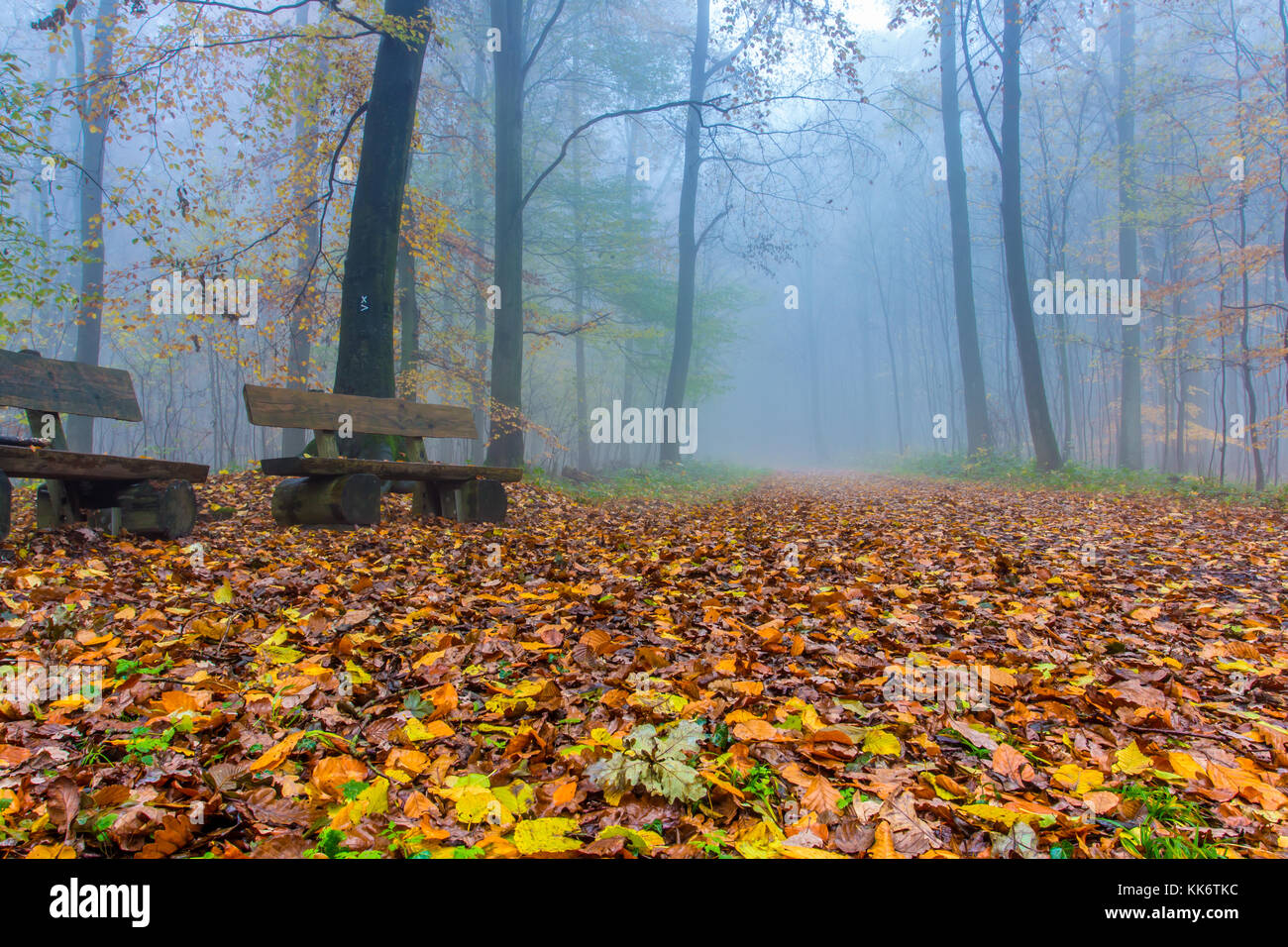 Automne Forêt brumeuse colorés en Allemagne Siebengebirge Banque D'Images