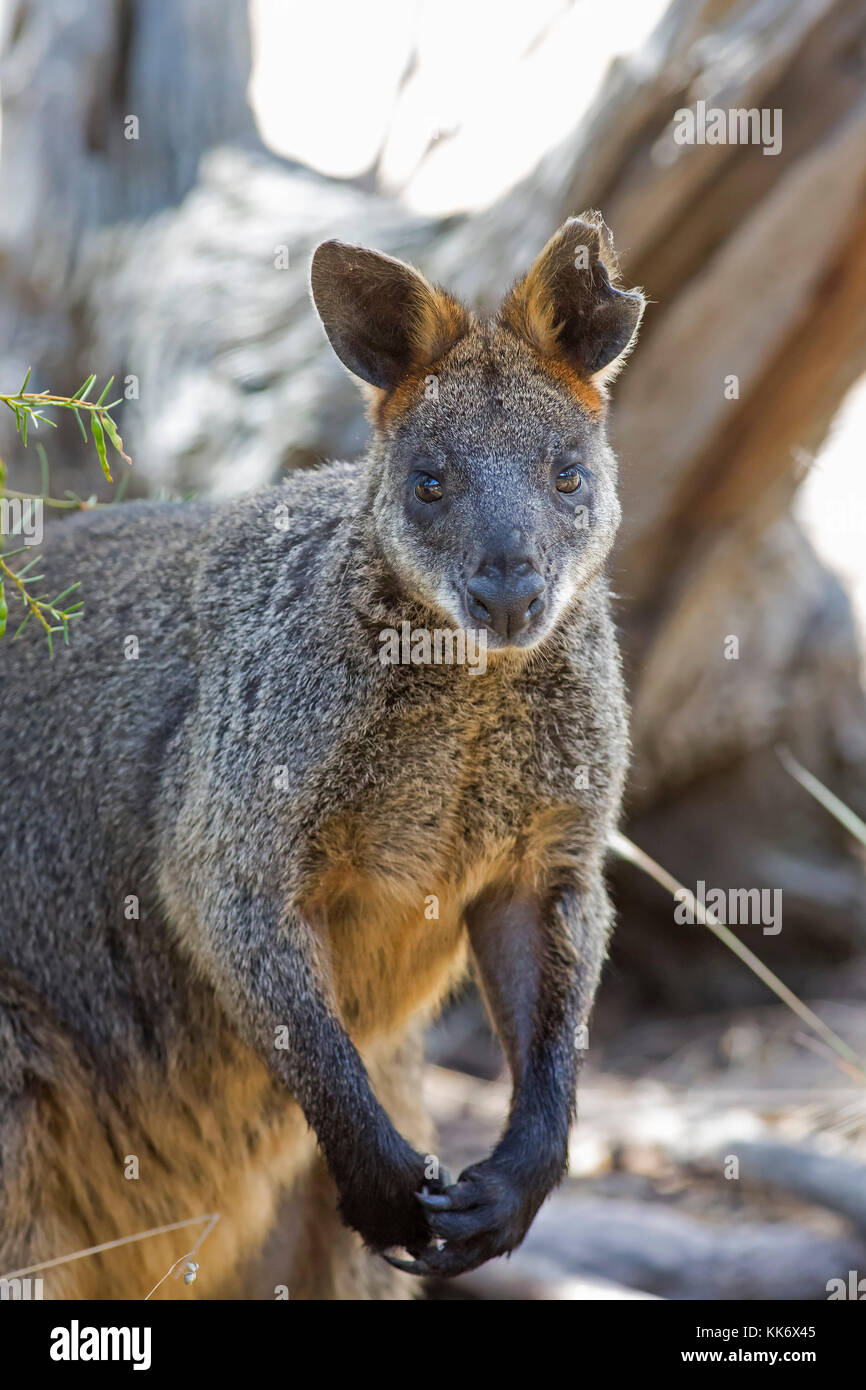 Swamp wallaby (Wallabia bicolor) aka wallaby noir Banque D'Images